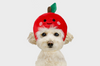 Cute Pet Puppy, Dog, Cat Hat Apple